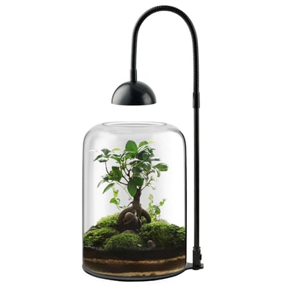 Glass Plant Terrarium, LED Grow Light, Adjustable Ventilation | 8.2" borosilicate body, US plug adapter and guide, for Venus fly traps, moss and succulents, plants and soil not included