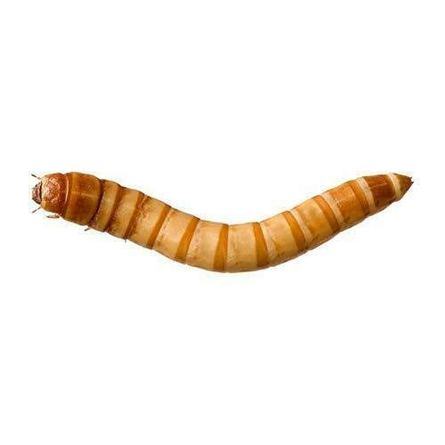 Predator Foods Bulk Live Giant Worms 1.25-1.75 in - (1,000 Count)