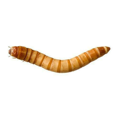 Predator Foods Bulk Live Giant Worms 1.25-1.75 in - (1,000 Count)