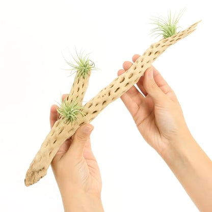 Koyal Wholesale 18-20" Cholla Wood Aquarium Leopard Gecko Tank Accessories Untreated Large Driftwood for Aquarium Wood Hermit Crab Accessories Drift Wood for Shrimp Tank Gecko Accessories - size: 18 / 20-Inch