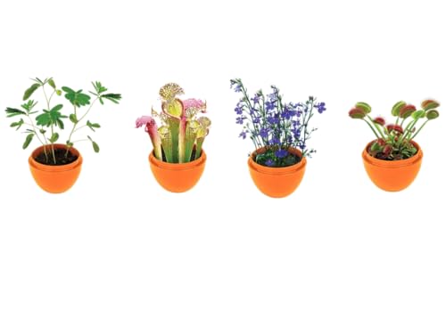 Toys By Nature Mini Terrarium 7 Variations Bundle, 100% USA Made Complete Starter Kit with Different Plants, Low Maintenance and Fun Plant Terrariums Just Add Water to Grow - color: 7 Variations Bundle
