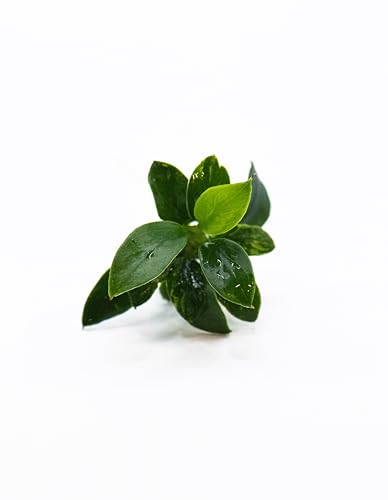 Anubias Nana Pangolino - Live Aquarium Plant, Perfect for Nano Tanks, Terrariums, Easy Maintenance, Freshwater Aquascaping (1)