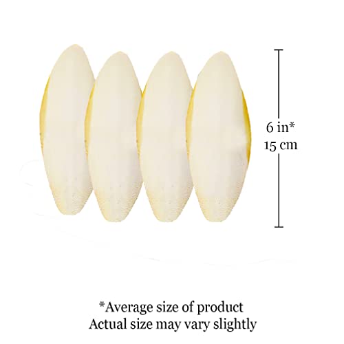SunGrow 4 Pack Large 6-inch Cuttlefish Bones for Cockatiels, Turtles, Shrimp, Calcium for Beak Trimming, Cuddle Bone for Sharp Beaks, Calcium Block Stone for Egg-Laying Birds