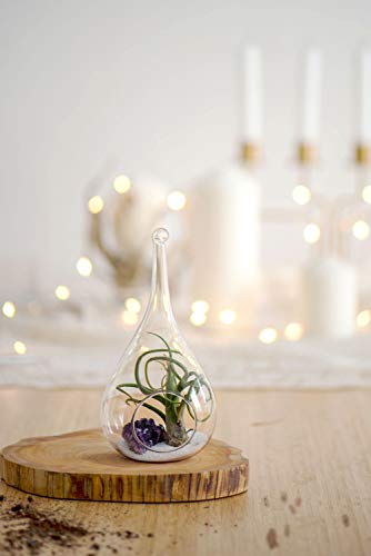 Mkono Hanging Glass Terrarium, 2 Pack Air Plant Holder Globe Hanger Planter