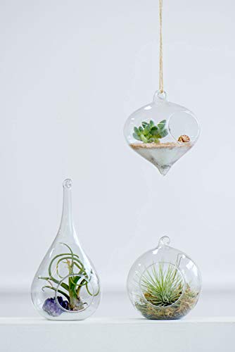 Mkono 3 Pack Air Plant Holder, Glass Hanging Planter Terrarium Globe Hanger | for Indoor Live Fern Succulent, Unique Display Jar,Home Office Christmas Holiday Decor,Plant Lover Gift,Airplant Excluded