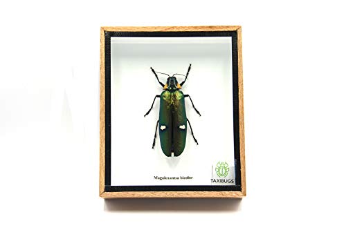 Jewel Beetle Mounts Insect Animals Taxidermy in Framed (Magaloxantsa Bilocor) - style: Magaloxantsa Bilocor