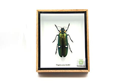 Jewel Beetle Mounts Insect Animals Taxidermy in Framed (Magaloxantsa Bilocor) - style: Magaloxantsa Bilocor