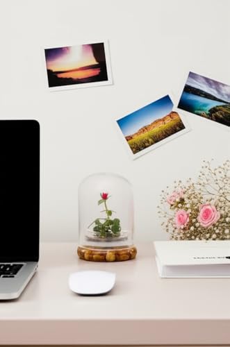 Bloomify Live Rose Terrarium, Miniature Rose in Self Sustaining Glass Jar, Maintenance Free, Great Unique Gift and Home Decor.
