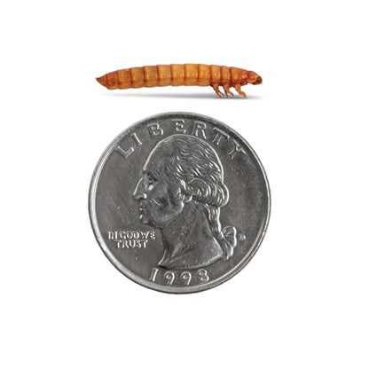 Fluker's Live Mealworms, 3000 Count Feeder Insects for Reptiles, Chickens, and Birds, Large (Approx. 1") - size: 3000 Count (Pack of 1), style: Large, 1"