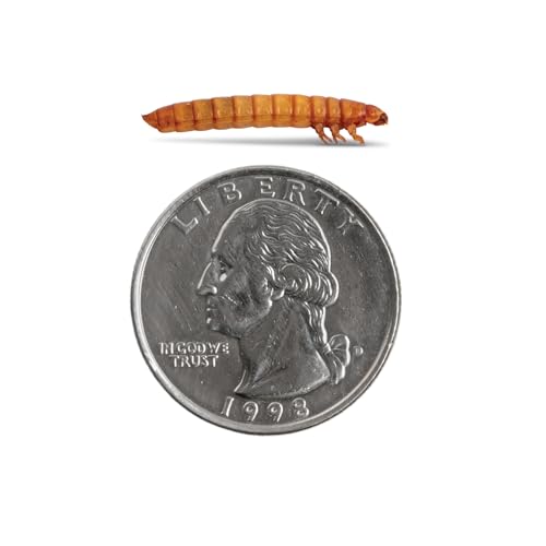Fluker's Live Mealworms, 5000 Count Feeder Insects for Reptiles, Chickens, and Birds, Large (Approx. 1") - size: 5000 Count (Pack of 1), style: Large, 1"