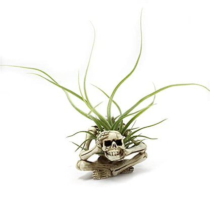 Resin Air Plant Holders,Tilandsia Container,Gothic Skeleton Planter,Halloween Plant Pot,Tillandsia Pot, Skull Table Top Display Planters for Air Plants and Other Mini Plants - size: 3.14 x 2.75 x 2.55''