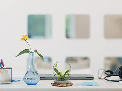 Maintenance Free Live Pitcher Plant (Nepenthes tobaica) Terrarium with Sundew Moss in Self Sustaining Glass Jar, Maintenance Free, Great Unique Gift and Home Décor, 100% Growth Guarantee