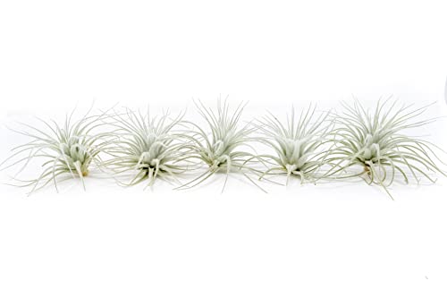 5 Pack Rare Tectorum Ecuador Air Plants - Unique, Bright White, Nursery-Grown Tillandsia House Plant with Fuzzy Trichomes for Terrariums, Driftwood & Living Walls - Wholesale