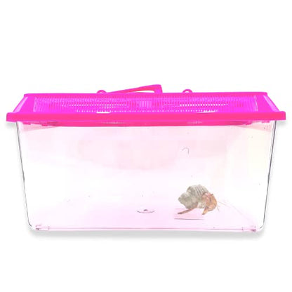 Needzo Mini Neon Plastic Reptile Carrier, Small Terrariums for Hermit Crabs, Lizards, and More with Palm Tree Accessory, Crab Hunting Supplies, Color May Vary, 7 Inches