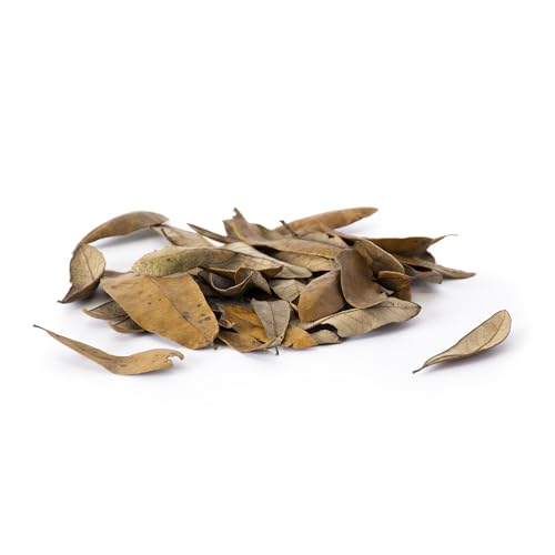 Galápagos (05154) Natural Live Oak Leaf Litter, Ideal Leaf Litter for Reptiles, Isopods & Bioactive Terrariums, 4QT, Natural