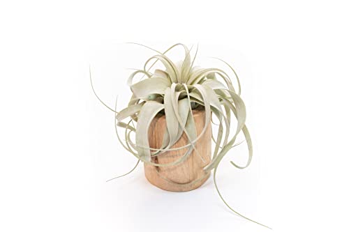 Driftwood Container with Custom Air Plant - Succulents - Live Tillandsia - Easy Care Indoor and Outdoor House Plants (Xerographica) - style: Xerographica