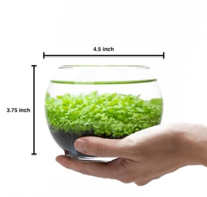 Water Terrarium Kit with Mini Glass Bowl, substrate and seeds | Create Your Own Indoor Garden| DIY Complete Set for Simple, Stunning Growth Unique Gift for nature lover (3.75" H - 4.5" W) - size: 3.75" H - 4.5" W