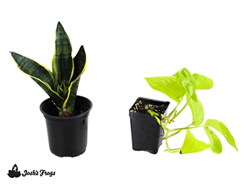 Josh's Frogs White's Tree Frog Vivarium Plant Kit, 18x18x18 Terrarium | Bioactive - size: 18x18x18 Terrarium