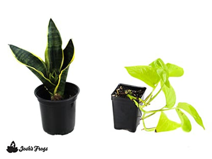 Josh's Frogs White's Tree Frog Vivarium Plant Kit, 18x18x18 Terrarium | Bioactive - size: 18x18x18 Terrarium