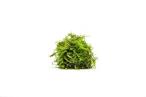 Live Aquarium Plants on Driftwood, Lava Rock, Moss, Fiber Mat - Freshwater Fish Tanks - Easy, Beginner Friendly (Weeping Moss, (Large Cup)) - color: Weeping - Large Cup, size: 1 Pack