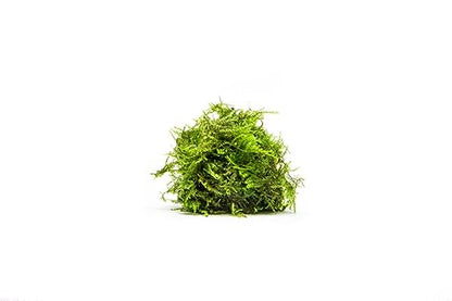 Live Aquarium Plants on Driftwood, Lava Rock, Moss, Fiber Mat - Freshwater Fish Tanks - Easy, Beginner Friendly (Weeping Moss, (Large Cup)) - color: Weeping - Large Cup, size: 1 Pack