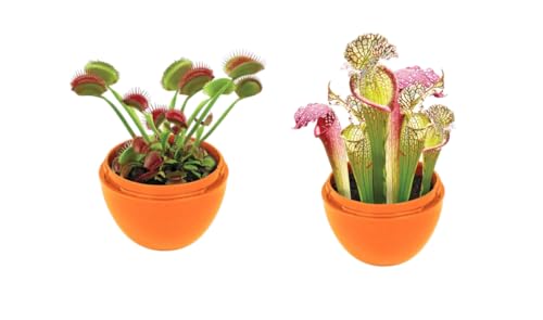 Toys By Nature Mini Terrarium Carnivorous Plant Bundle, 100% USA Made Complete Starter Kit Includes 2 Each of Flytraps, Pitcher Plants, Sundews, Easy to Grow Planting Seeds Just Add Water - color: Meat-Eating Bundle