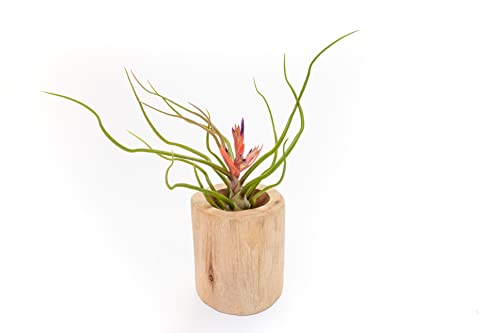 Driftwood Container with Custom Air Plant - Succulents - Live Tillandsia - Easy Care Indoor and Outdoor House Plants (Bulbosa Belize) - style: Bulbosa Belize
