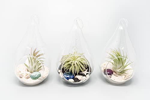 Glass Teardrop Beach Plant Terrarium - Air Plant, Sand, Starfish and Shell in Propagation Jar - Home and Garden Decor Plant Pot- Easy Care Indoor and Outdoor Plant Vase (3 Teardrop Set) - size: 3 Teardrop Set