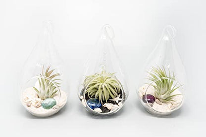 Glass Teardrop Beach Plant Terrarium - Air Plant, Sand, Starfish and Shell in Propagation Jar - Home and Garden Decor Plant Pot- Easy Care Indoor and Outdoor Plant Vase (3 Teardrop Set) - size: 3 Teardrop Set