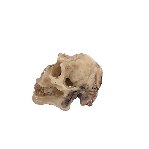 Leadigol 3PCS Aquarium Skull Reptile House Decor Resin Head Skeleton Ornament Aquarium Landscaping Hideout Cave Shelter for Reptile or Fish