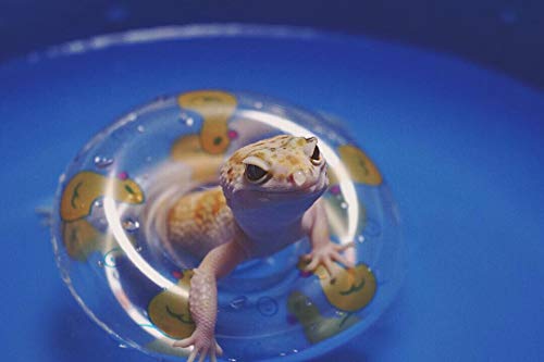 Foldable Collapsible Lizard Bathing & Cooling Swimming Pool, Durable Bath Tub, Swimming Bath Water Washer for Bearded Dragons Hedgehog Hamster & Small Animals, Bonus - Bearded Dragon Swim Float - size: 50x8cm(19.7''x3.2')