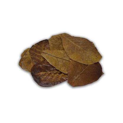The Bio Dude Colombian Indian Almond Leaves - Leaf Litter - 100% Safe - Boiled and Baked. 15 Count. Great for Terrariums, bioactive vivariums, Frogs, Bettas and Fish. High in Tannins