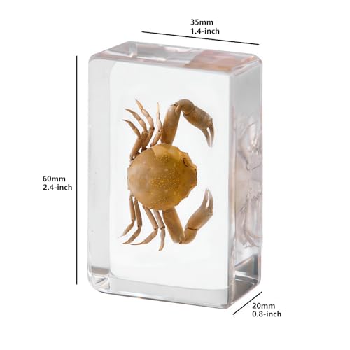 Ocean Colorful Fish Specimen in Resin Preserved, Taxidermy Fishes | Unique Gift, Sea Animal Specimens, for Biology Science Classroom Education, Oddities Decor (8-Pack Set, L: 2.4x1.4x0.8-inch) - size: L