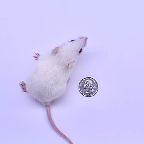 MiceDirect 20 Weanling Rats: Pack of Frozen Weanling Feeder Rats - Food for Corn Snakes, Ball Pythons, Lizards and Other Pet Reptiles - Freshest Snake Feed Supplies - size: 1 Count (Pack of 20)