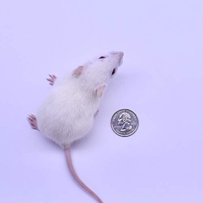 MiceDirect 20 Weanling Rats: Pack of Frozen Weanling Feeder Rats - Food for Corn Snakes, Ball Pythons, Lizards and Other Pet Reptiles - Freshest Snake Feed Supplies - size: 1 Count (Pack of 20)