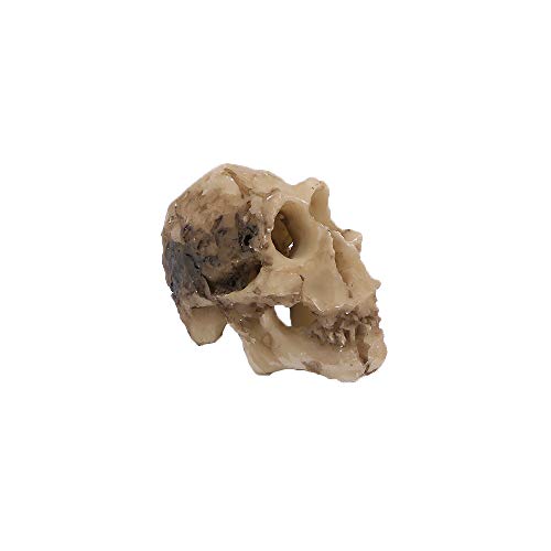 Leadigol 3PCS Aquarium Skull Reptile House Decor Resin Head Skeleton Ornament Aquarium Landscaping Hideout Cave Shelter for Reptile or Fish