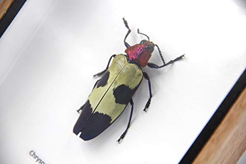 Jewel Beetle Mounts Insect Animals Taxidermy in Framed (Chrysohroa Bugueti Rugicollis) - style: Chrysohroa Bugueti Rugicollis