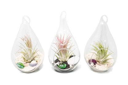 Glass Teardrop Beach Plant Terrarium - Air Plant, Sand, Starfish and Shell in Propagation Jar - Home and Garden Decor Plant Pot- Easy Care Indoor and Outdoor Plant Vase (3 Teardrop Set) - size: 3 Teardrop Set