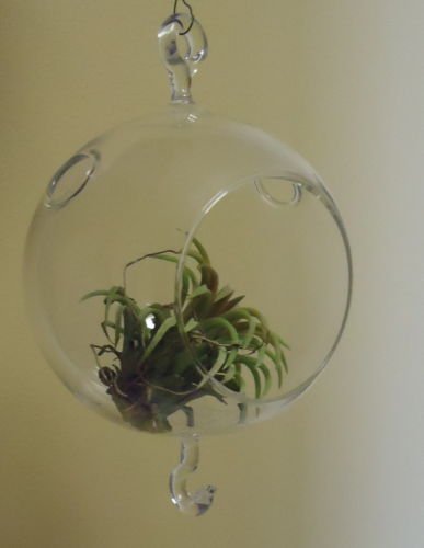 4.5" Glass Plant Orb/Terrarium Double Hook