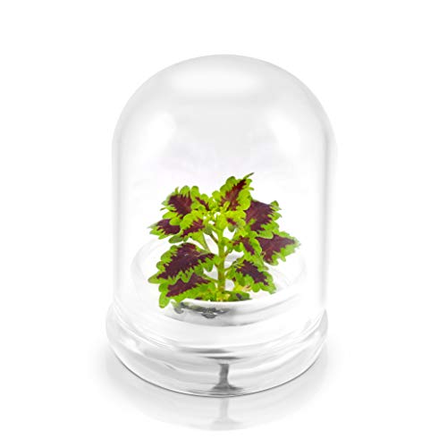 Rainbow Floral Terrarium - Self Grow, Maintenance Free -Coleus - 4" Dome