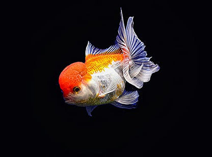 A.D.P. Oranda Goldfish Food, 47% High Protein Floating Pellets with Spirulina & Astaxanthin, Color Enhancing Tropical Fish Feed, 1.5 mm Pellets - 100 g - color: Oranda Food