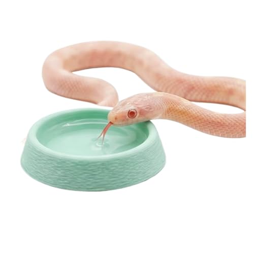 2 PCS Reptile Food Water Bowls, Small/Medium/Large Amphibian Feeding Dish Basin, 4 Colors Terrarium Feeder for Gecko, Frog, Turtle, Lizard, Spider Pet Supplies(Blue,Small) - color: Blue, size: Small