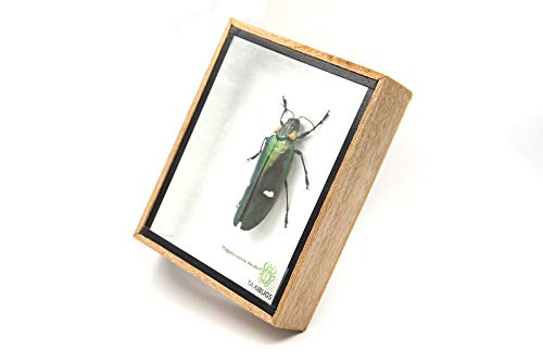 Jewel Beetle Mounts Insect Animals Taxidermy in Framed (Magaloxantsa Bilocor) - style: Magaloxantsa Bilocor