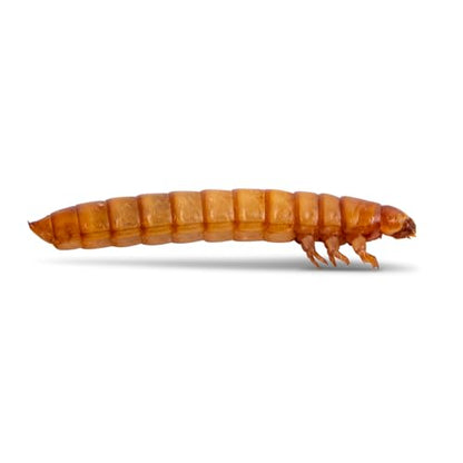 Fluker's Live Mealworms, 500 Count Insects for Reptiles, Chickens, and Birds, Medium Size, (Approx. 3/4") - size: 500 Count (Pack of 1), style: Medium, 3/4"