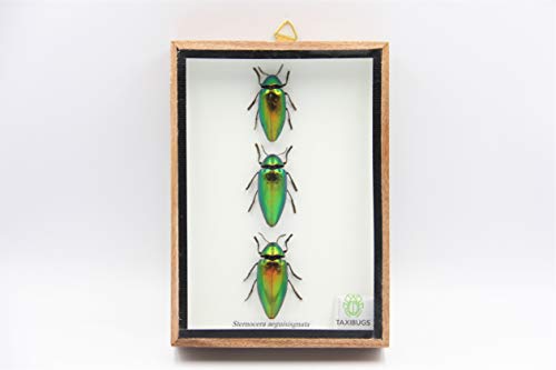 Jewel Beetle Mounts Insect Animals Taxidermy in Framed (3 Sternocera Aeguisignata Closed Wings) - style: 3 Sternocera Aeguisignata Closed Wings