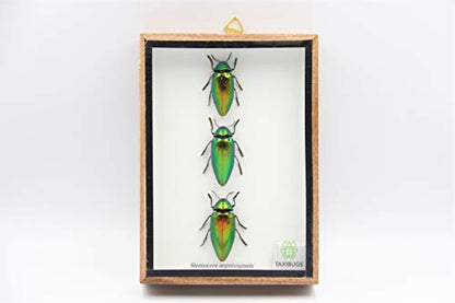 Jewel Beetle Mounts Insect Animals Taxidermy in Framed (3 Sternocera Aeguisignata Closed Wings) - style: 3 Sternocera Aeguisignata Closed Wings