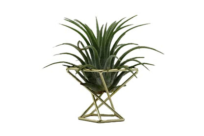 Geometric Air Plant Holder Airplants Rack Metal Plants Stand Planter Shelves Himmeli Living Decor Tillandsia Pot Containers (Gold 3pcs)