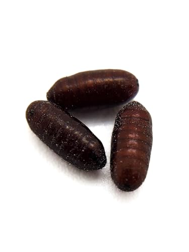 Josh's Frogs House Fly Pupae (250 Count) | Hatch Flying Feeders for Chameleons, Anoles, Jumping Spiders, Mantids, and More