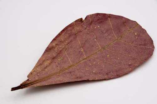 Awesome Aquatic Large Catappa Indian Almond Leaves, 35 Count, 7-9 Inch | Natural tannins Blackwater aquariums Betta shrimp Aquarium conditioning Water enrichment Hermit Crab Leaf Litter