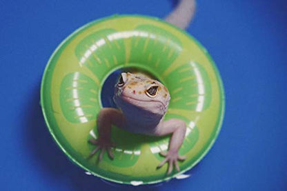 Foldable Collapsible Lizard Bathing & Cooling Swimming Pool, Durable Bath Tub, Swimming Bath Water Washer for Bearded Dragons Hedgehog Hamster & Small Animals, Bonus - Bearded Dragon Swim Float - size: 50x8cm(19.7''x3.2')